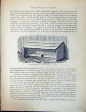 Old Birds Fulton Wright C1880 Pigeon Feeding Place Liberty Gravel-Box 19th