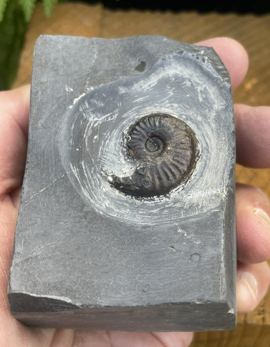 Eleganticeras ammonite - ammonite,