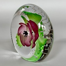 Caithness,  Pink Anemone