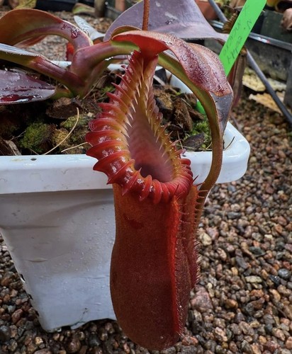 Pest resistant carnivorous - pest-resistant,