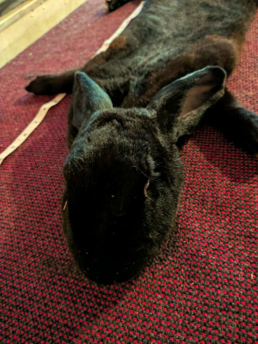Rabbit hide pelt black - rabbit,