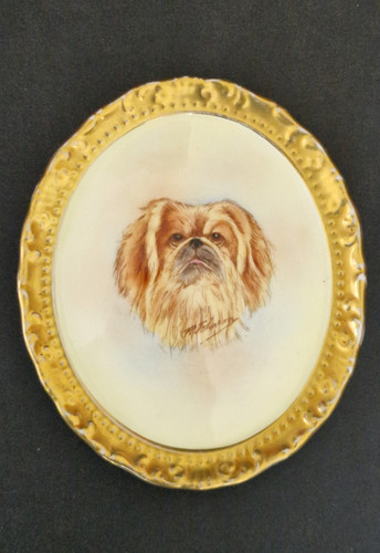 Paragon pekinese dog fine - pekinese,