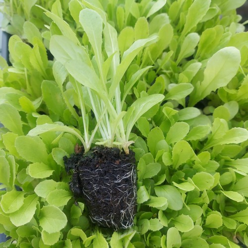 50x seedlings chinese - 50x, stem