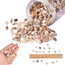 100pcs Small Sea Shells Assorted Natural Seashells Conch Crafts DIY Decoration