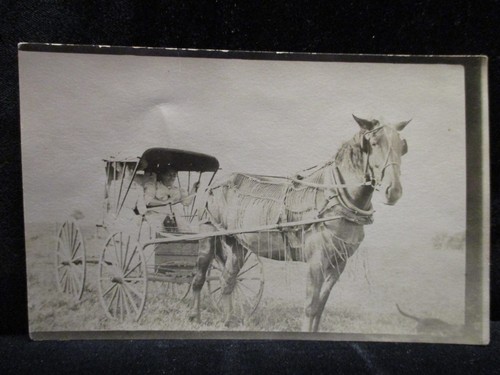 Horse and buggy - horse,