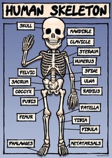 The Human Skeleton Mini Poster