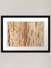 Tree trunk cross section