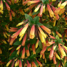 Brazilian Fuchsia Indoor Plant