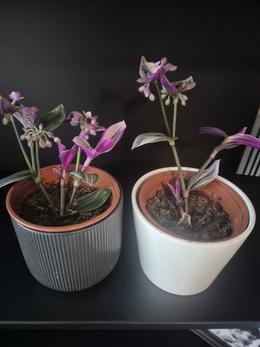 Pink tradescantia nanouk - 2x,