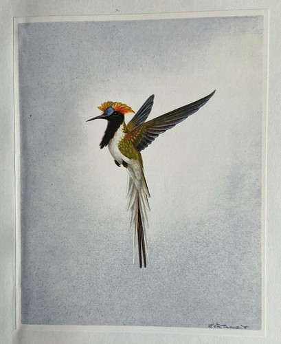 Bird print horned sungem - horned,