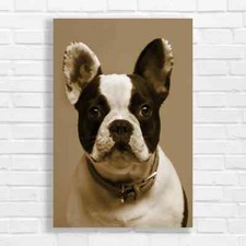 Adorable French Bulldog Sepia
