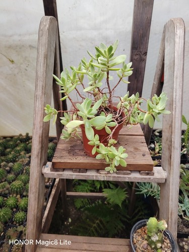 Crassula rogersii big plant - rogersii.,