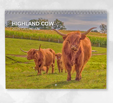 Highland Cow Calendar 2026