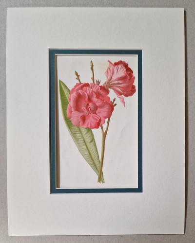 Hulme oleander 1885 - hulme, (c.1885