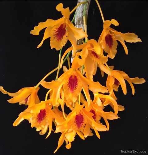 Dendrobium chantaboon sunrise - dendrobium,