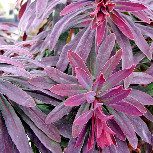 Euphorbia ruby glow - glow, '