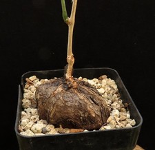 Cyphostemma