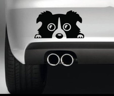 Peeking Border Collie Dog