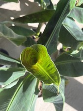 Banana Plant Musa Dwarf