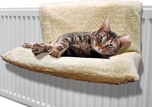 Radiator cat pet - cat, bed