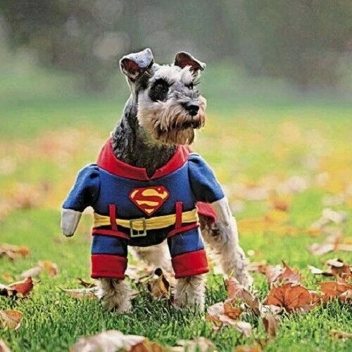 Cute schnauzer dog card - schnauzer,