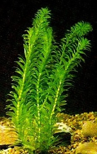 Elodea densa 20 40 - elodea, 20,