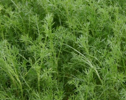 Sweet chamomile chamaemelum - chamomile,