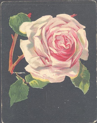 Millhoff roses 7 mrs - roses,