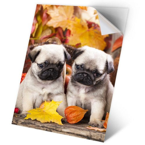Vinyl sticker pug - 1, a2