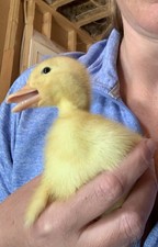 Duck eggs cayuga welsh - duck,