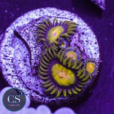 Tutti frutti zoa wysiwyg - zoa,