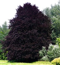 Fagus sylvatica cv PURPUREA -