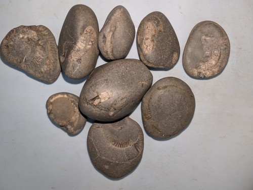 Jurassic ammonite impression - jurassic,