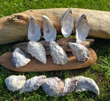 LARGE 10-13cm oyster shells