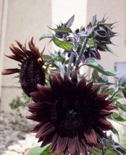 Rare ‘Black Beauty’
