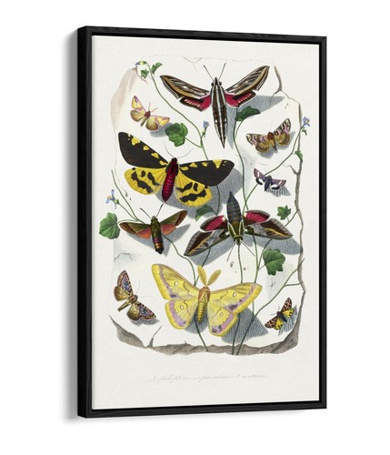 Paul gervais butterlies and - gervais,,