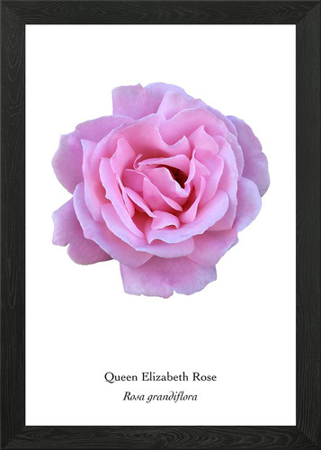 Queen elizabeth rose - queen,