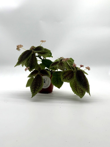 Pilea moon vallley pot - moon,