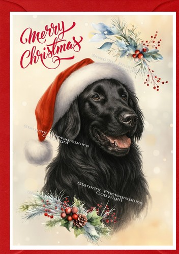 Flatcoated retriever dog - dog, a6