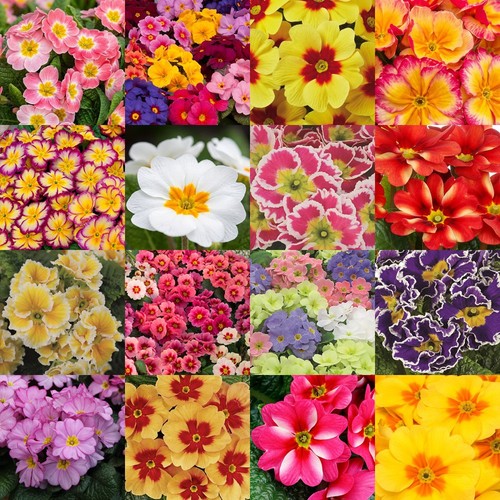 Primula primrose multiple - primula,