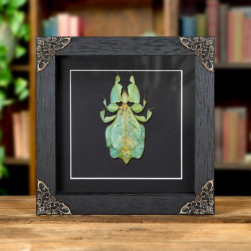 Gray leaf insect - leaf, baroque