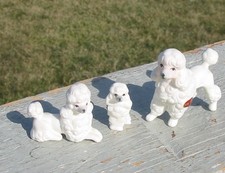 Vtg Miniature Toy Poodles Dog