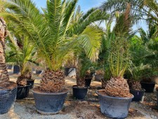 Phoenix Canariensis Date Palm Tree