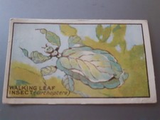 1935 Maynards Wine Gums Cards - Strange Insects - #12 - Walking Leaf Insect