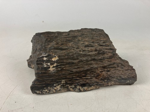 Petrified wood fossil rough - petrified,