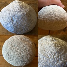 Large fossilised natural - large,