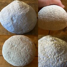 large fossilised natural Brain Coral, 583 grams, 5” round, great antique display