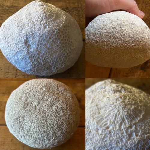 Large fossilised natural brain - large,
