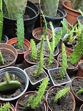 Lovely Spineless prickly pear cactus Plant Pad Ideal Tortoise Food  6"+ High