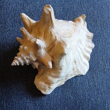 GIANT 8"×7"  HORNED QUEENS